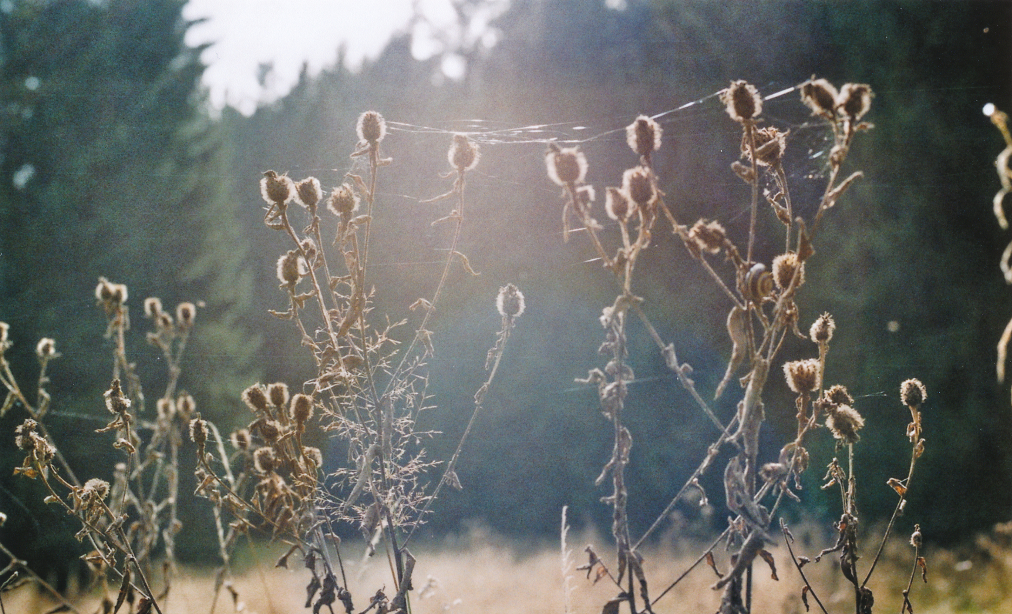 Singles harz kreis